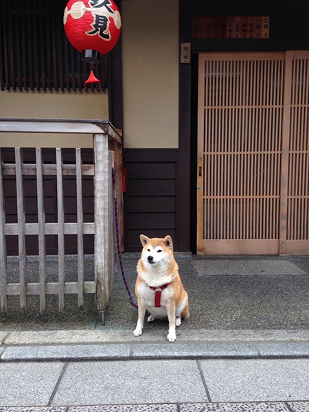 161227_japanese_dogs_02.jpg
