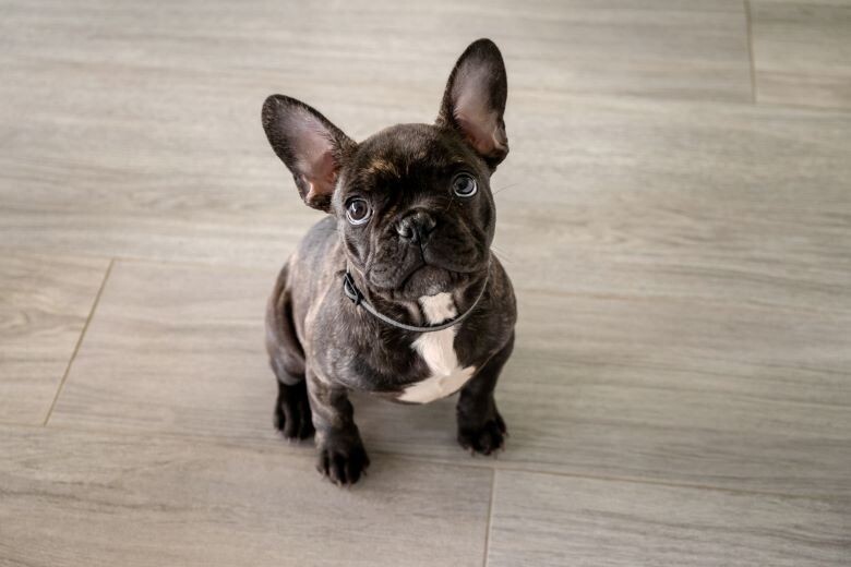 犬種で違いも 幼い子どもとも相性がいい小型犬種 Lifestyle Madamefigaro Jp フィガロジャポン