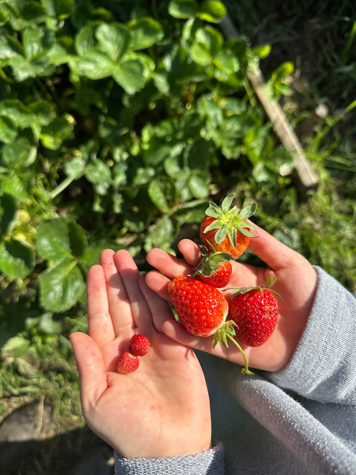 10_fragole2.jpg