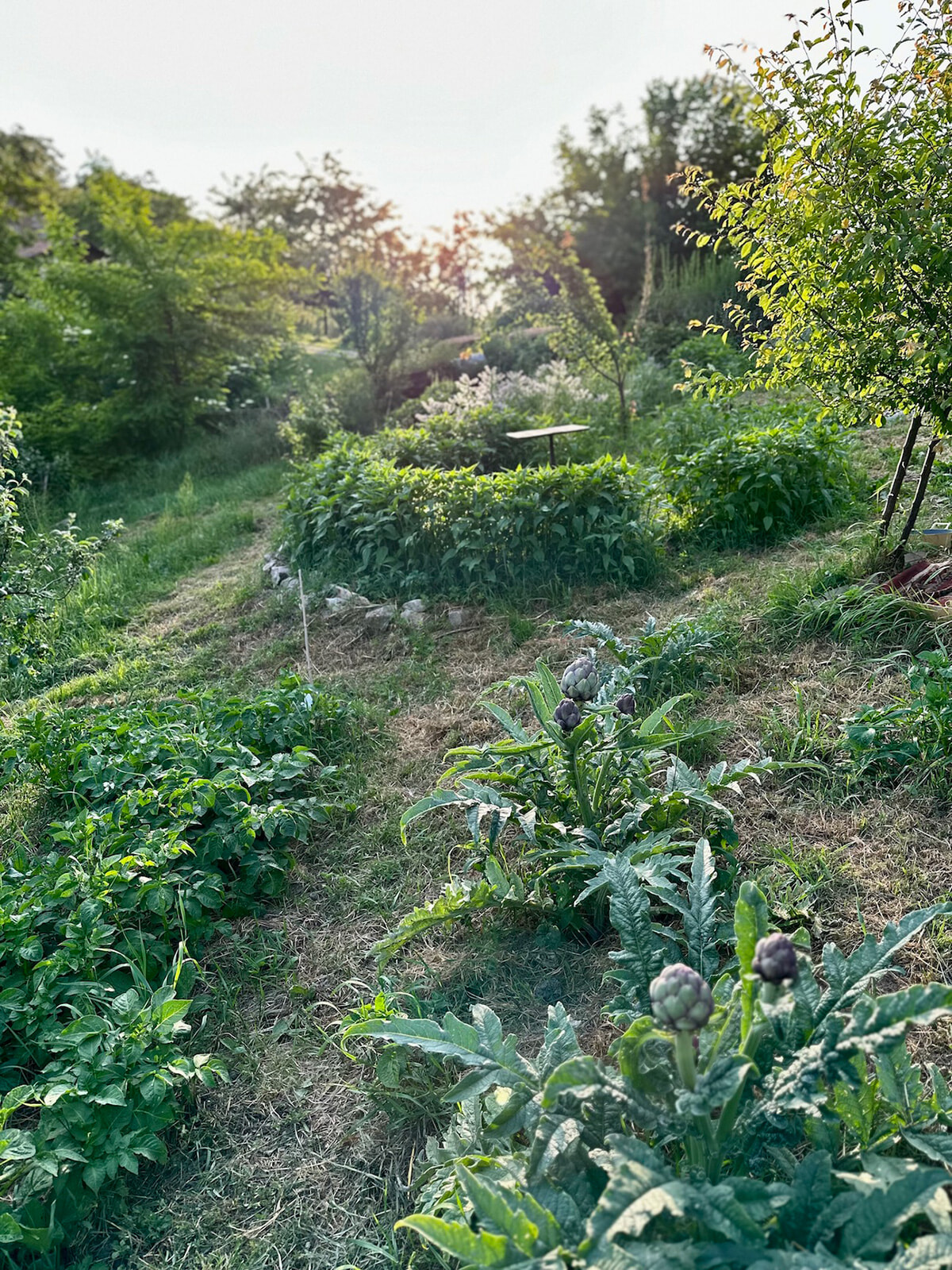 14_carciofi3.jpg