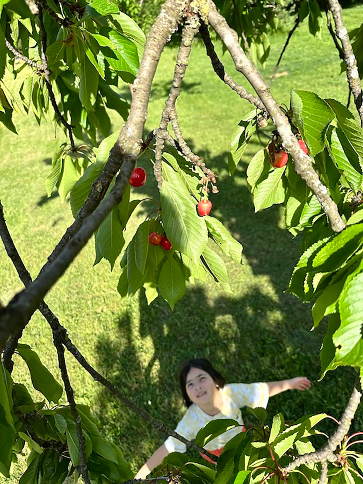 18_ciliegie1.jpg