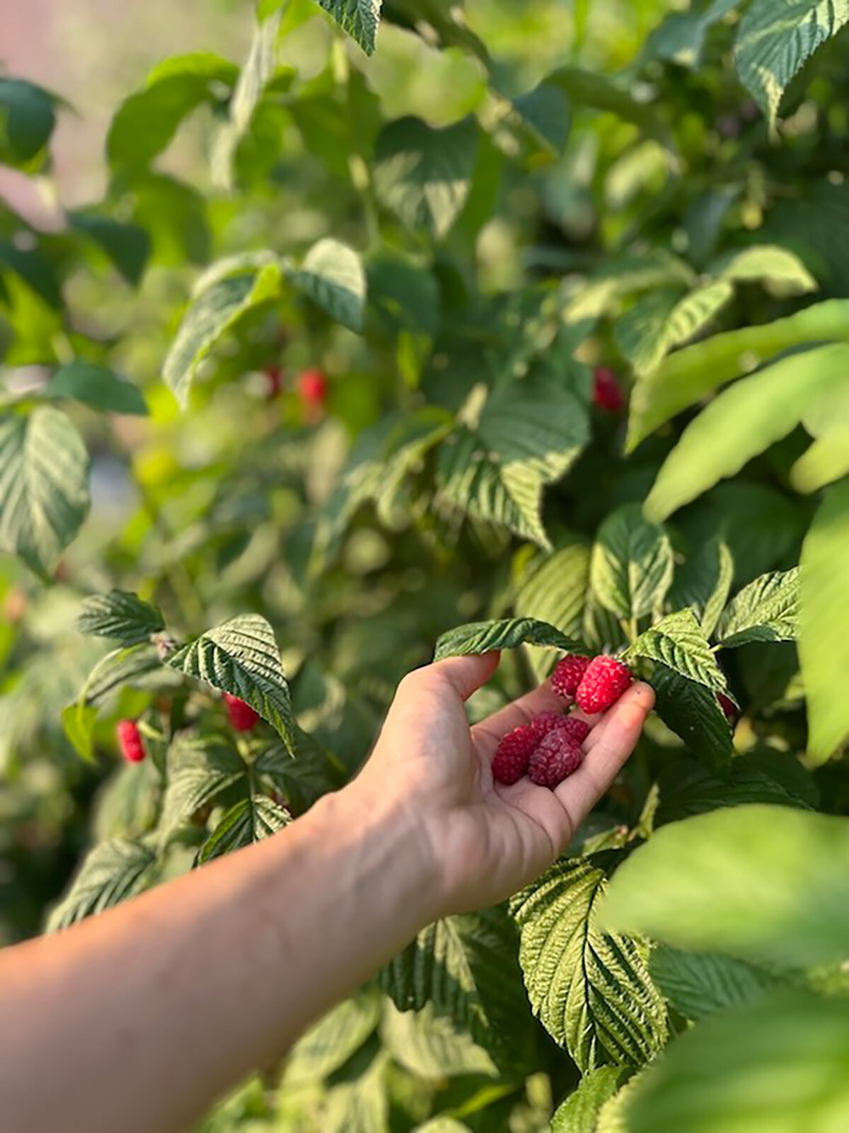 20_frutta-rossa1.jpg