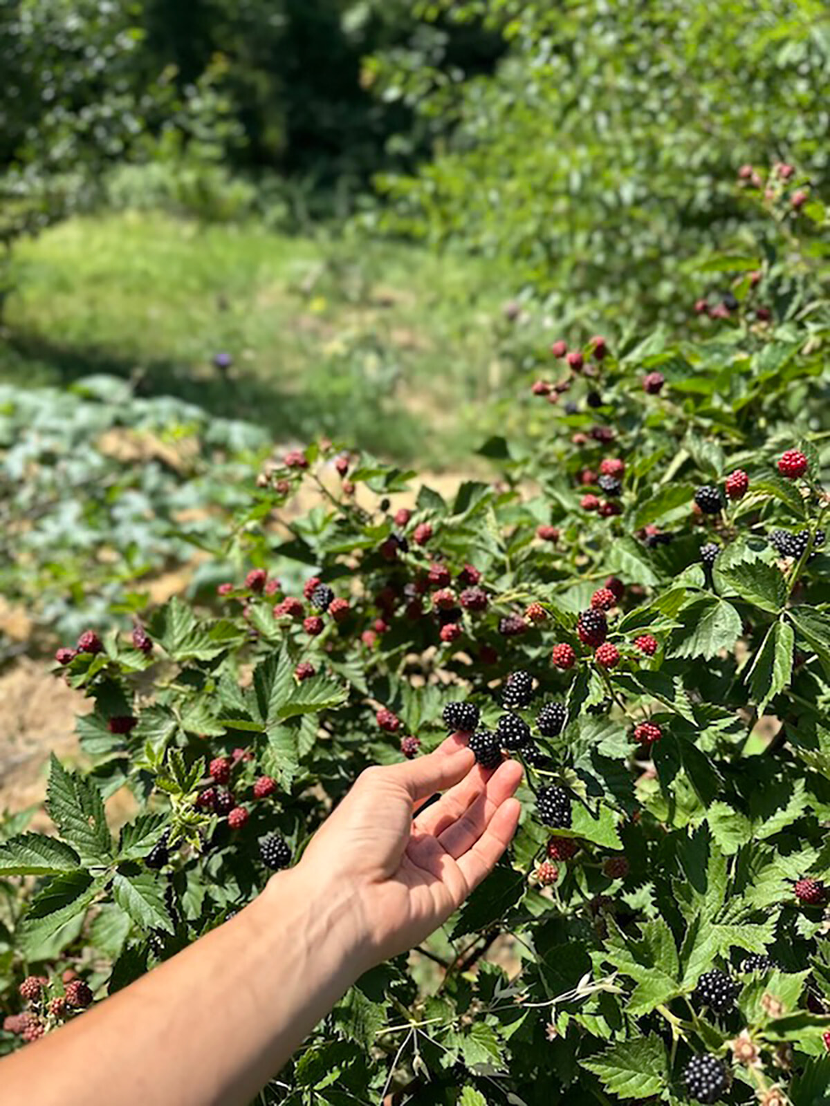 21_frutta-rossa2.jpg