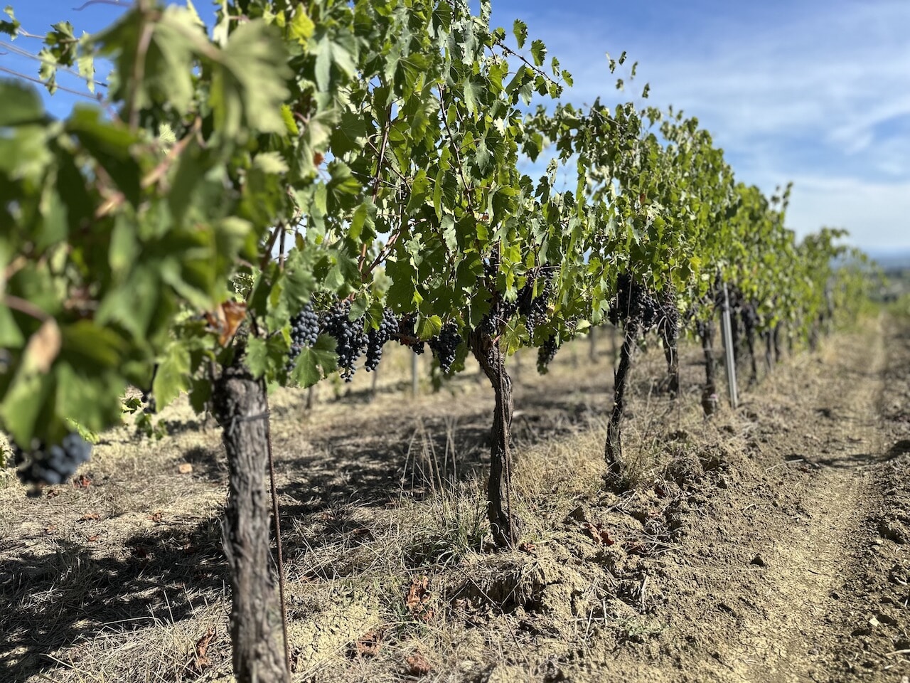 25_montalcino.jpg