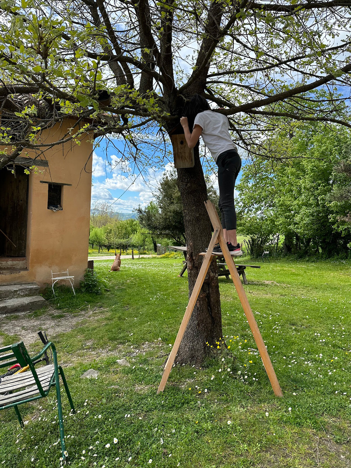 28_cincia-albero-2.jpg