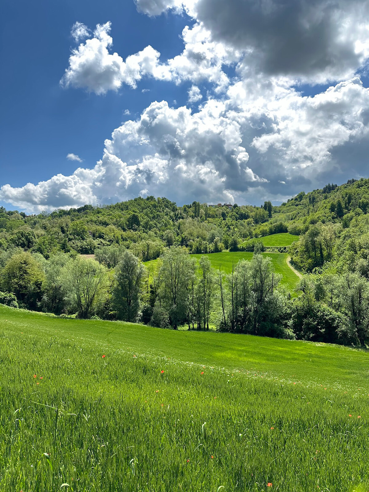 3_campo-di-grano.jpg