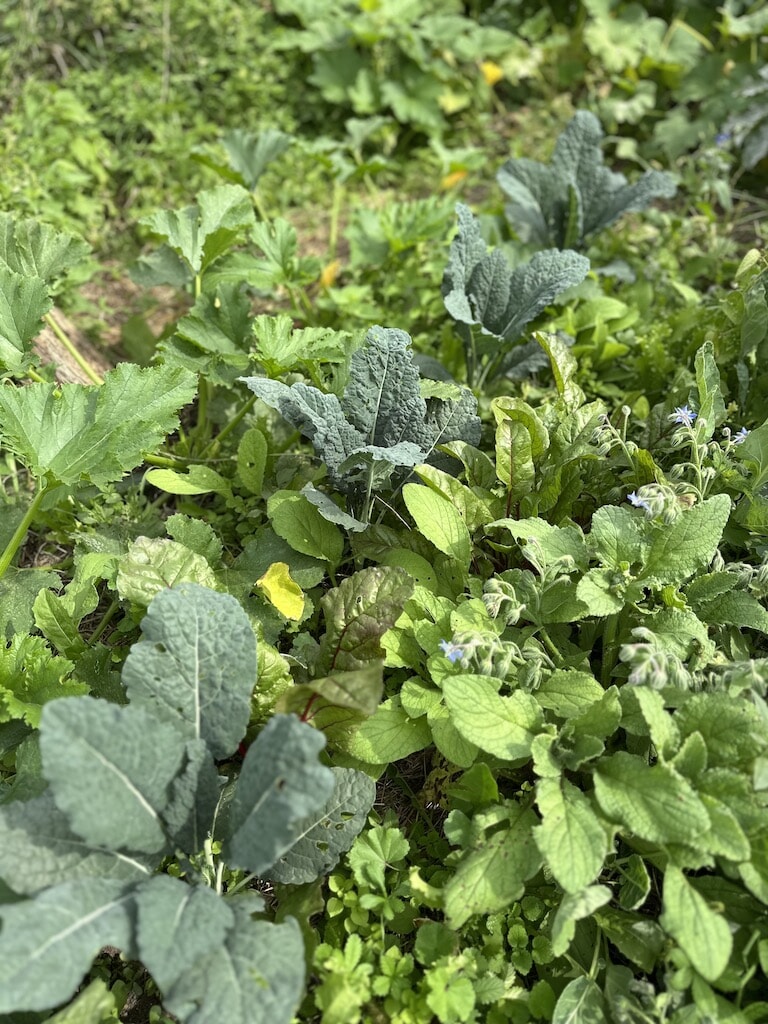 46.6_cavolo nero.jpg