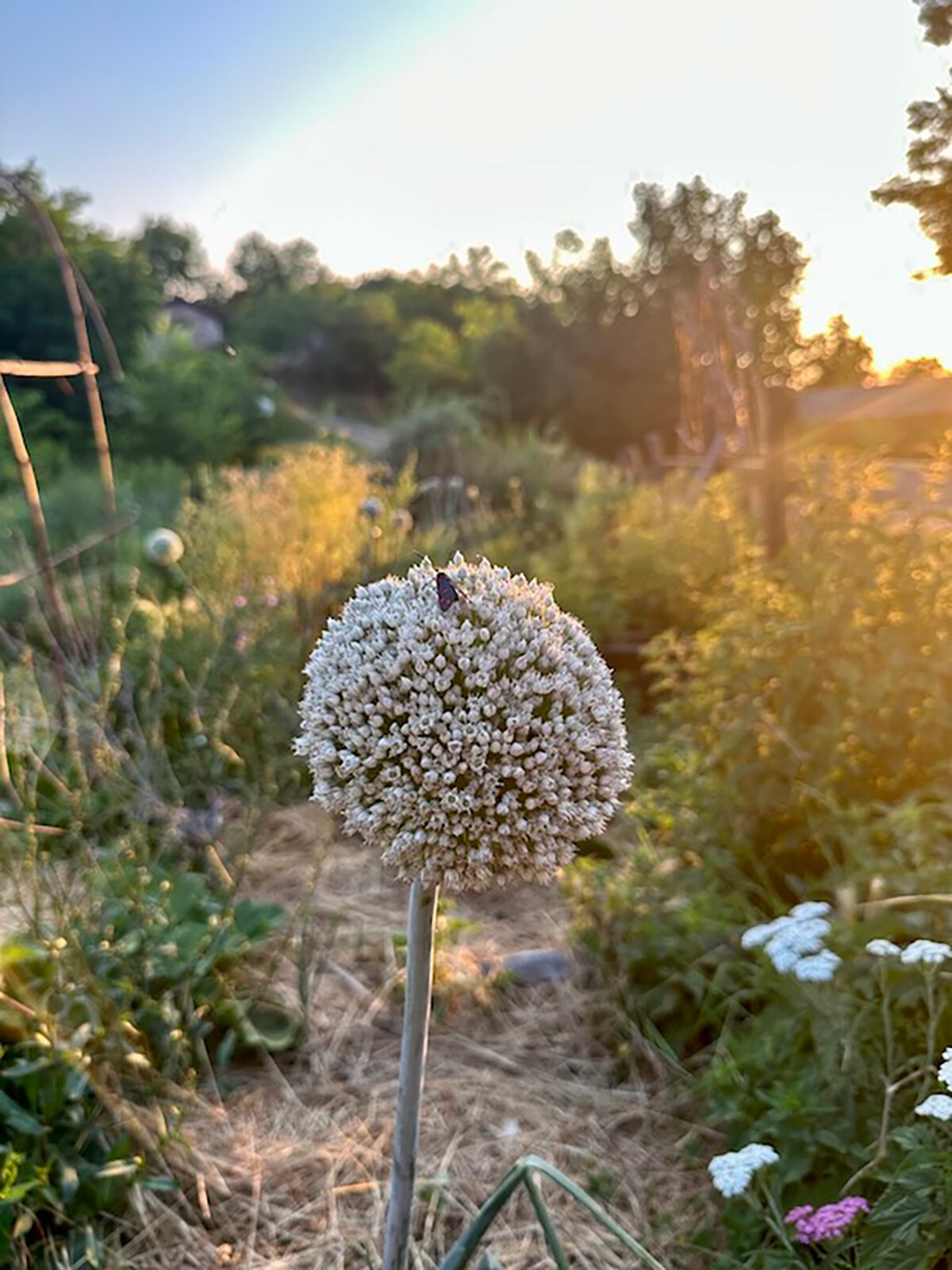 80_allium.jpg