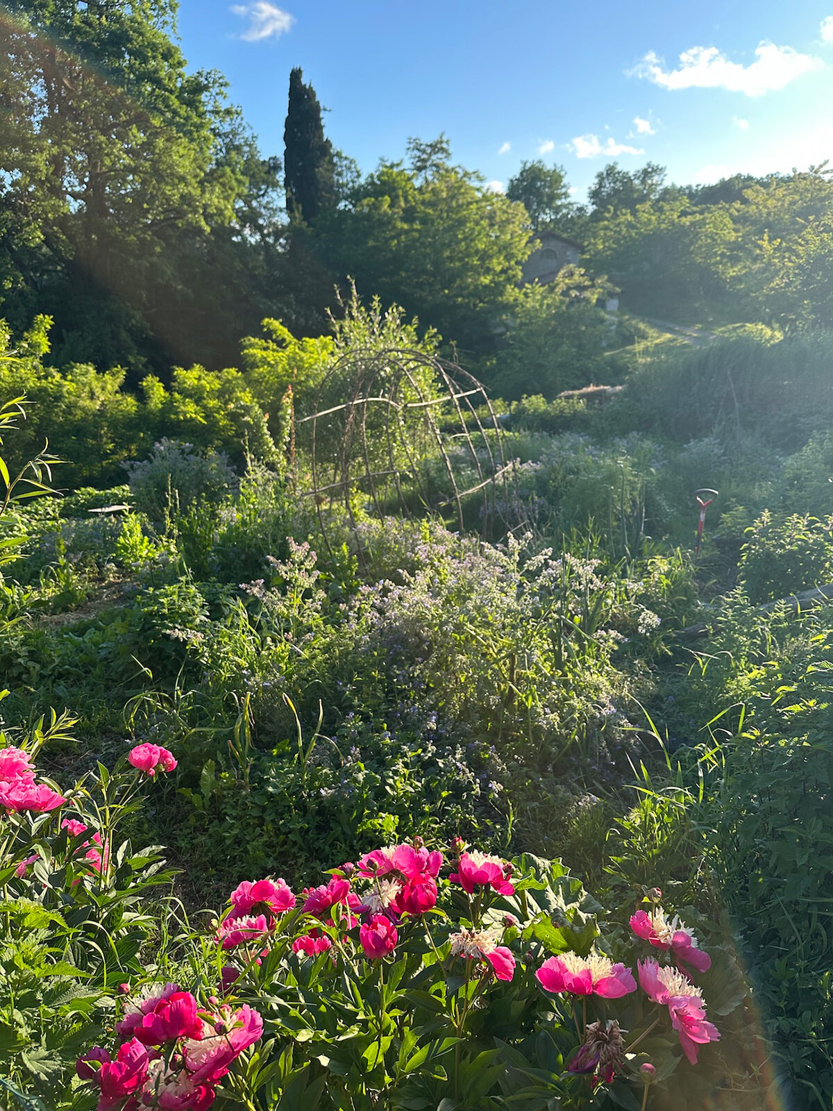 87_orto-peonia.jpg