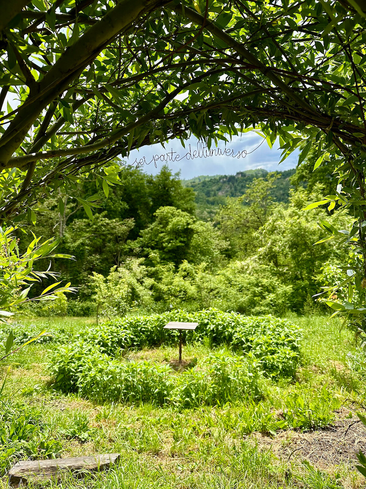 89_arco-di-salice2.jpg