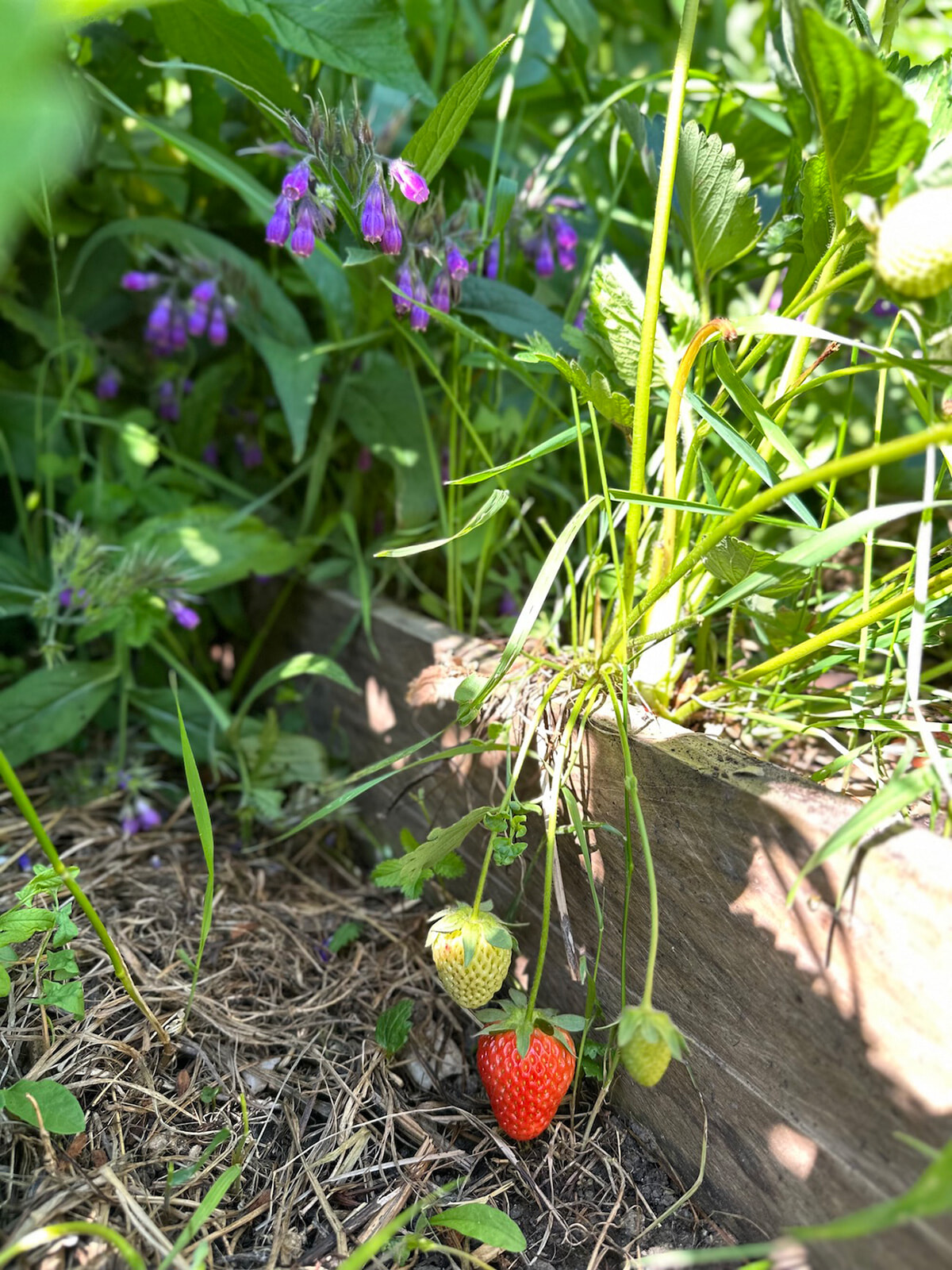 9_fragole1.jpg