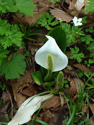 009-戸隠の花a.jpg