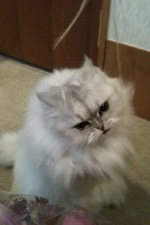 catimage001.jpg