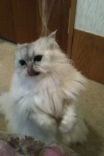 catimage003.jpg