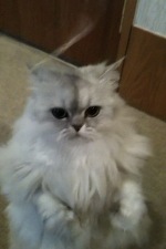 catimage005.jpg
