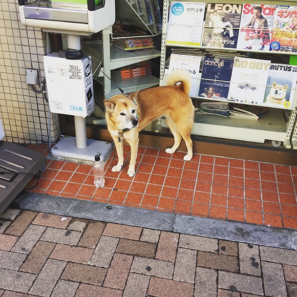 東京の素朴な犬たち Editor S Blog Blog Madame Figaro Jp フィガロジャポン