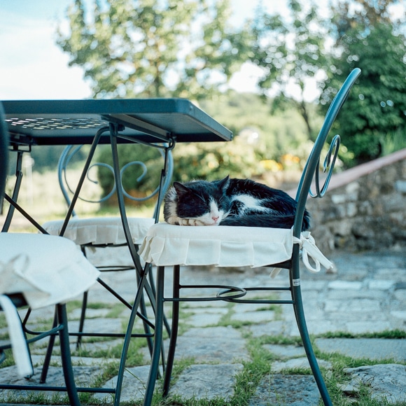 トスカーナの旅 アグリ農家の猫ライフ後編 1枚から始まる 旅と私のタカラモノ Blog Madame Figaro Jp フィガロジャポン