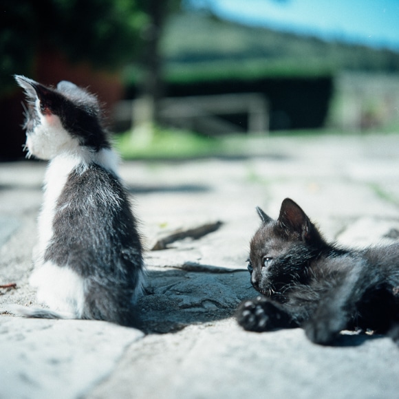 トスカーナの旅・アグリ農家の猫ライフ後編。｜1枚から始まる、旅と私 