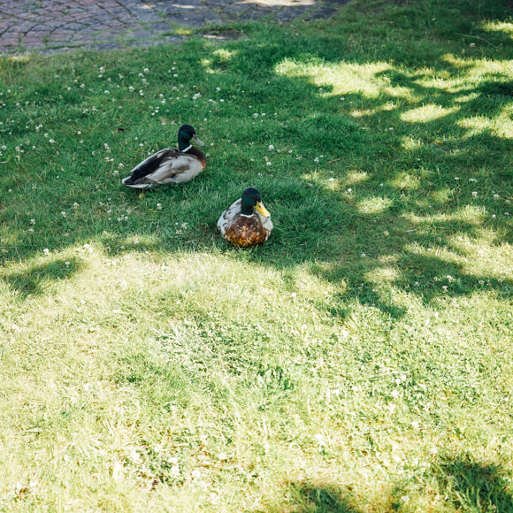 DSC09515.jpg