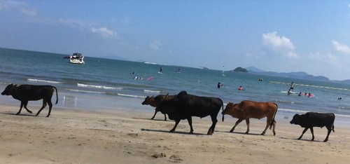 cows.jpg