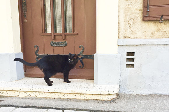 巨大黒猫の秘密 南仏プロヴァンスで猫さがし Blog Madame Figaro Jp フィガロジャポン