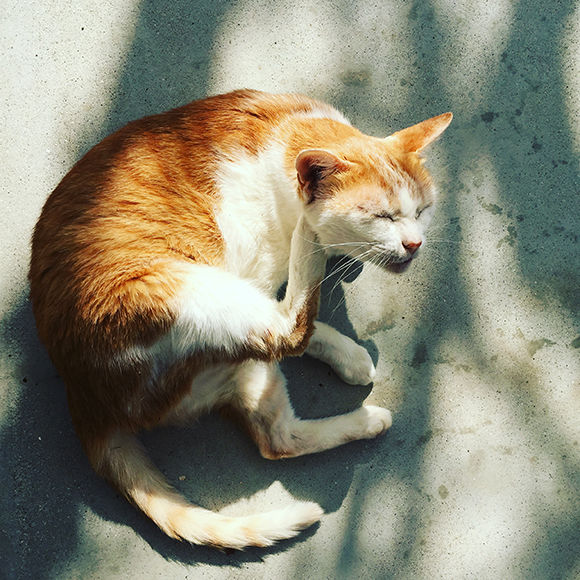 171116-neko-01.jpg