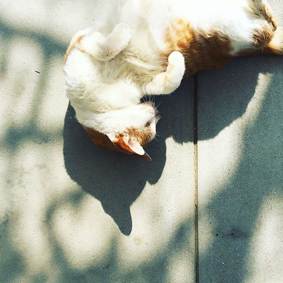 171116-neko-02.jpg