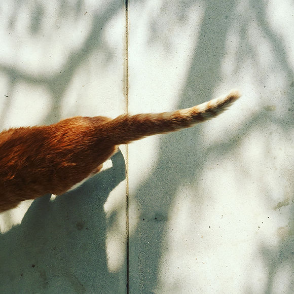 171116-neko-03.jpg