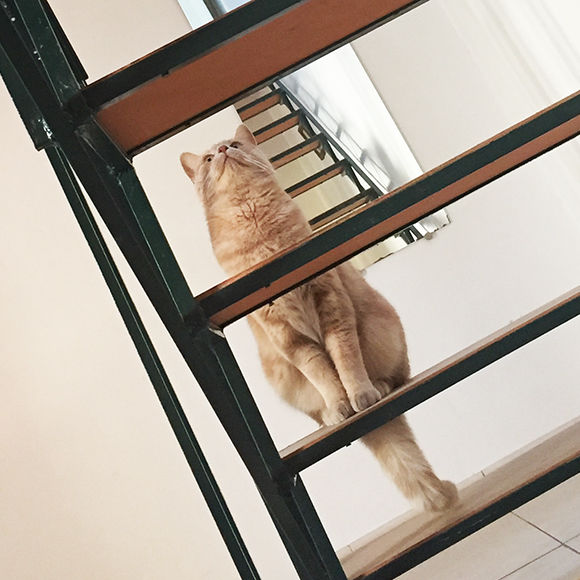 171128-neko-03.jpg