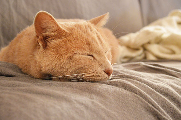 171128-neko-05.jpg