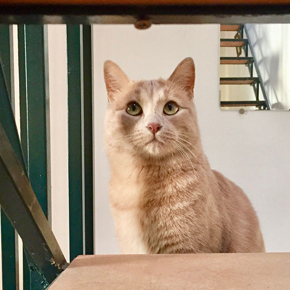171129-neko-07.jpg