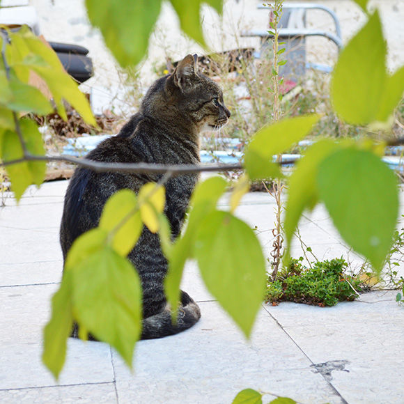 171209-neko-08.jpg