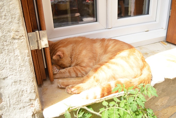 180803-neko-09.jpg