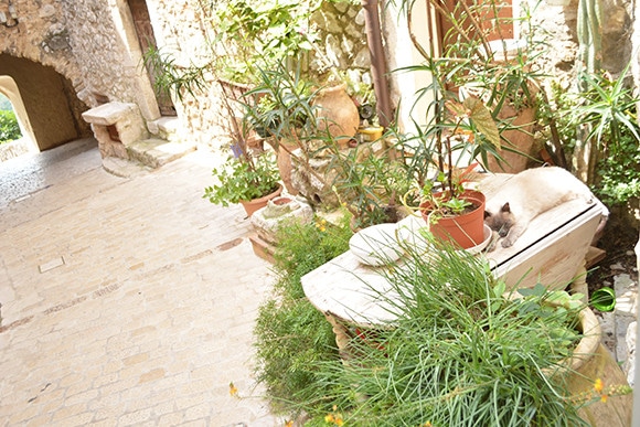 180803-neko-13.jpg