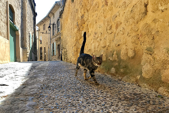 180930-neko-08.jpg