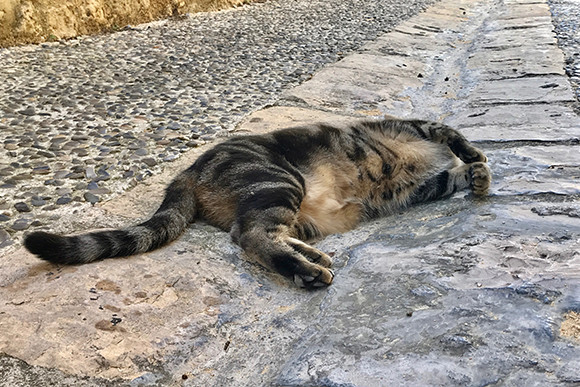 180930-neko-09.jpg