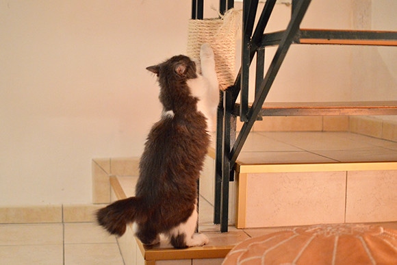 181012-neko-05.jpg