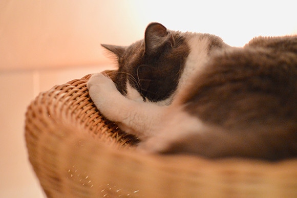 181012-neko-18.jpg