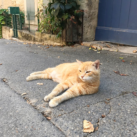 フランスで最も美しい村に転がる、美しき猫たち。｜南仏プロヴァンスで