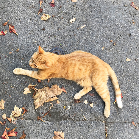 フランスで最も美しい村に転がる、美しき猫たち。｜南仏プロヴァンスで