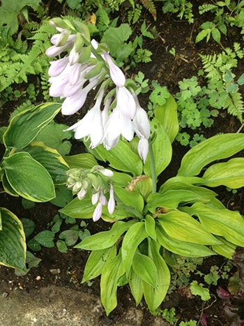 02-kotri-hosta2013-140509.jpg