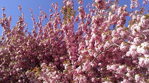 c01-parisgohan150501.jpg