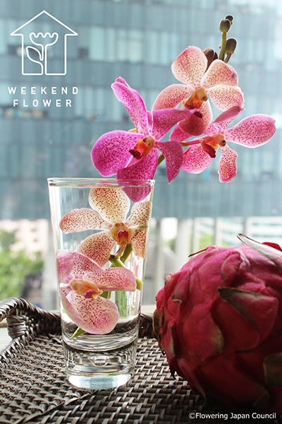 番外編 グリーンシティ シンガポールより 亜熱帯の生命力あふれるグリーンと美しいランに癒されて 花 のある週末 Interior Madamefigaro Jp フィガロジャポン