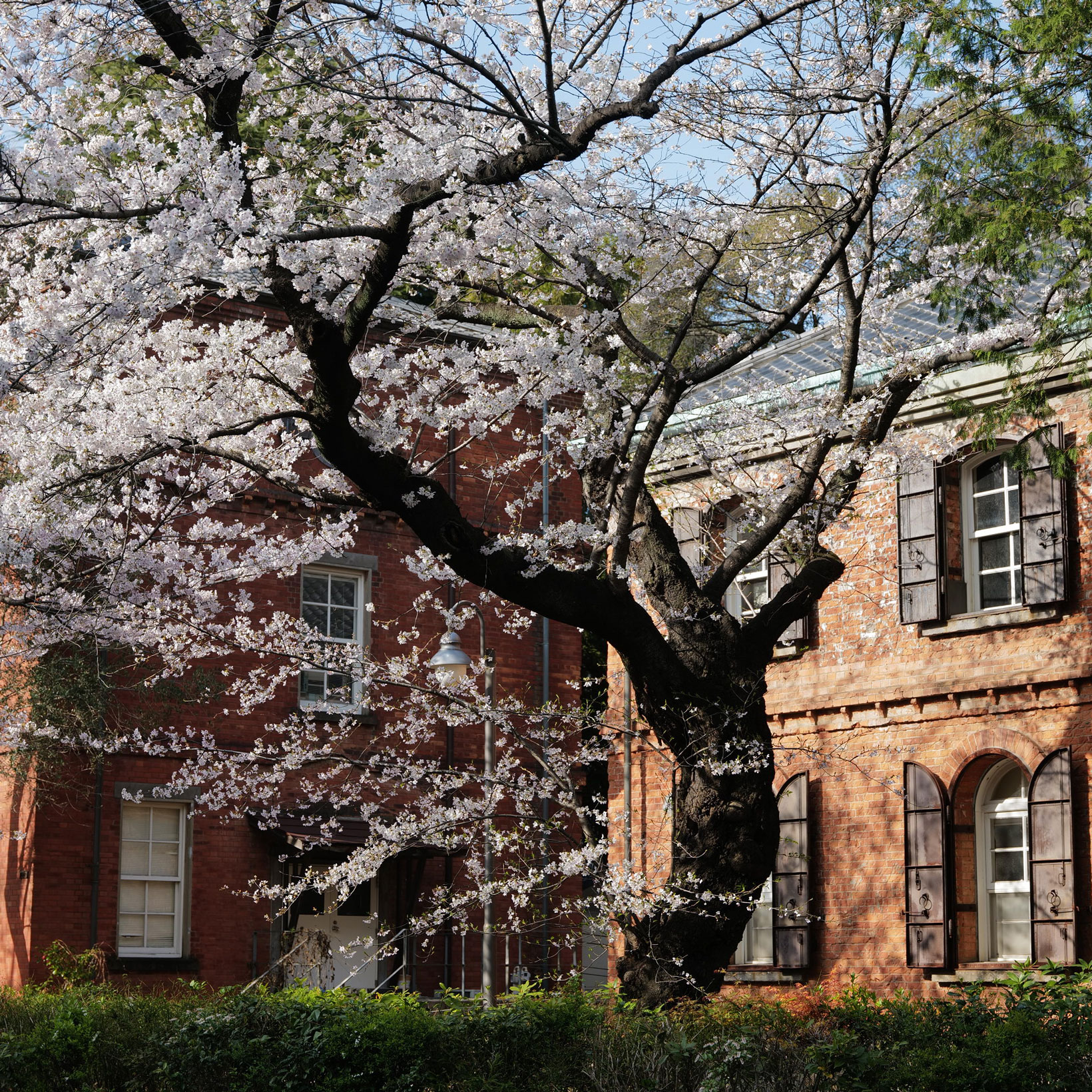 上野にやってきたチュルリョーニス。