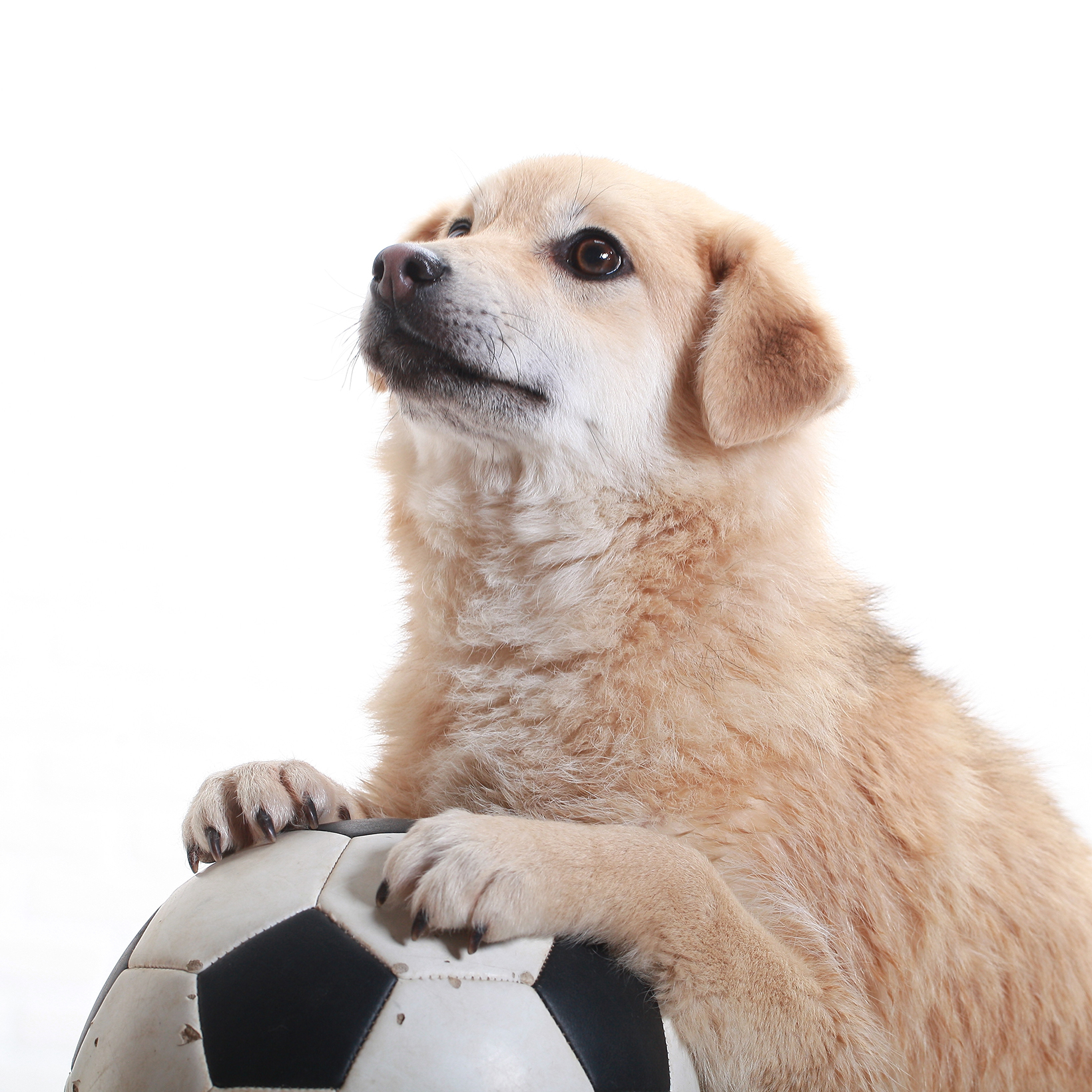ありがとう日本代表。そしてまだまだ続くワールドカップ、選手たちの愛犬を紹介！