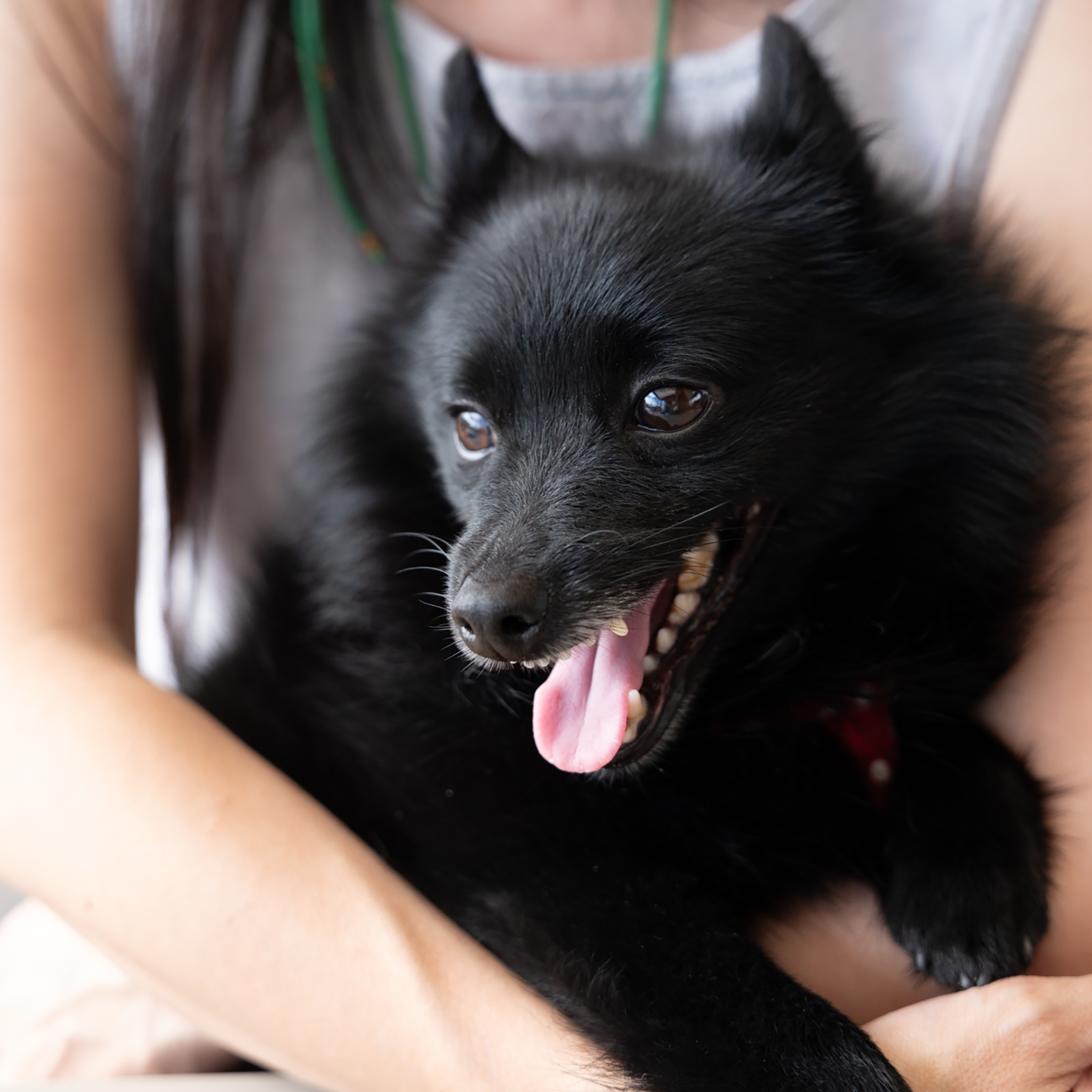 愛犬スキと北フランスの港町へ、極上アイスを求めて。【いぬパリ】