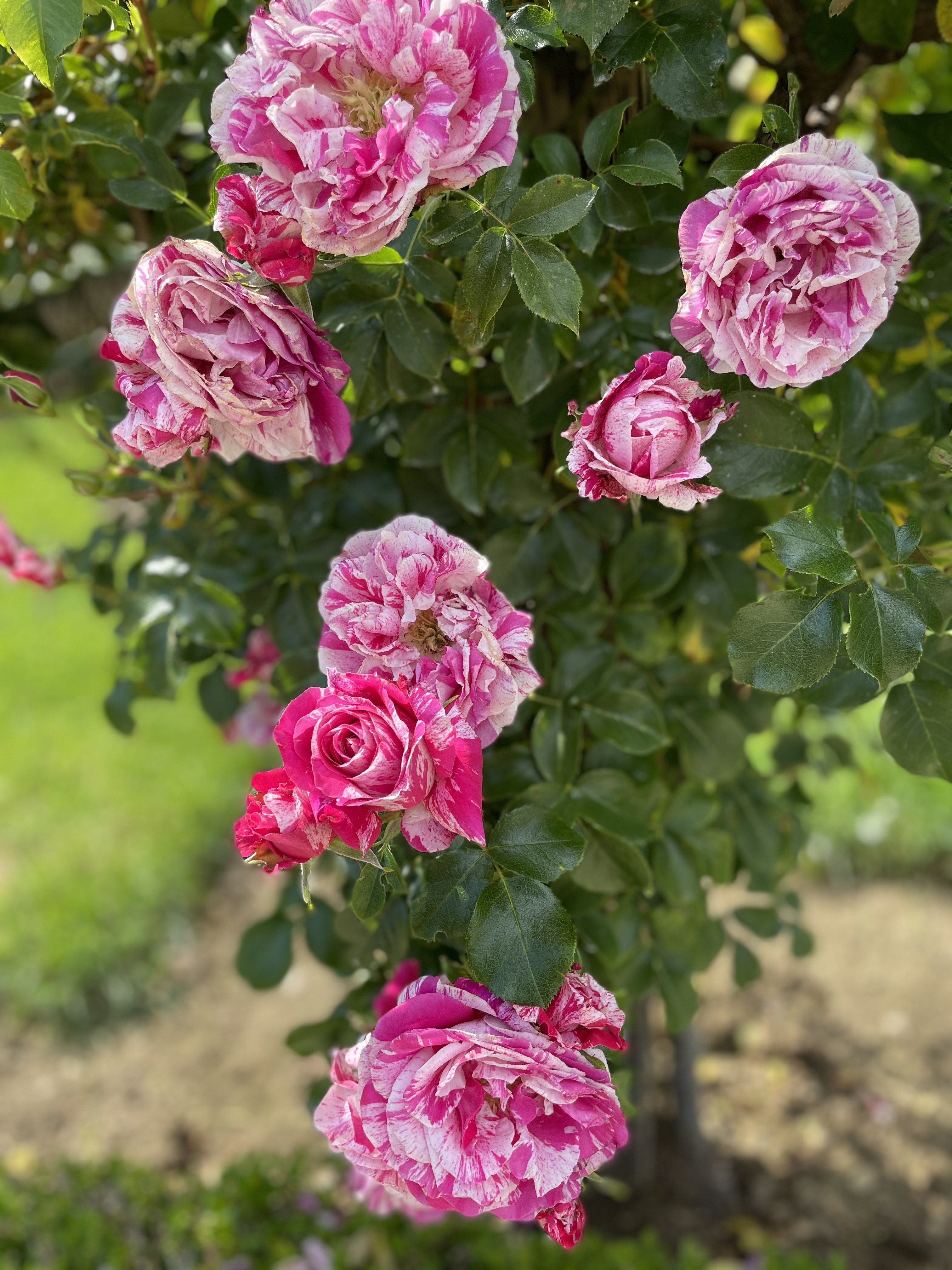 ６月はバラの季節 バガテル公園のバラが満開 Chichi Paris パリに住むエステティシャンのblog Paris Madame Figaro Jp フィガロジャポン