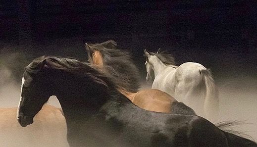 2123241_ex-anima-les-sublimes-adieux-de-bartabas-web-tete-030739619456_1000x300 2.jpg