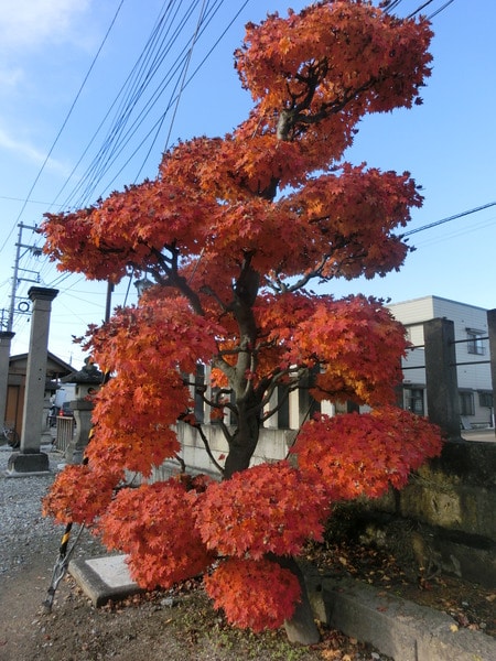 131203 (11).JPG