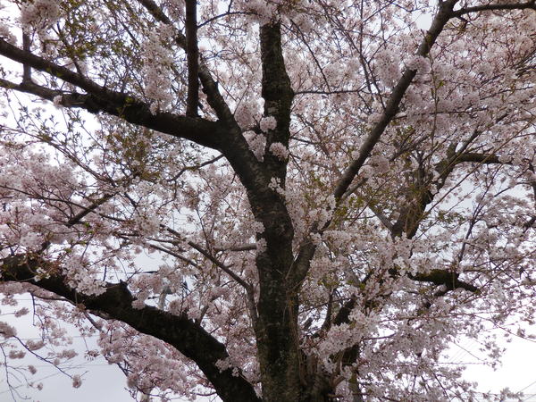 DSCN0621.JPG